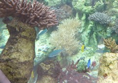 サンゴの海