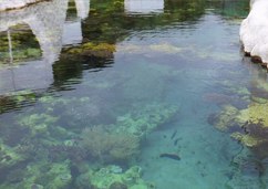サンゴの海